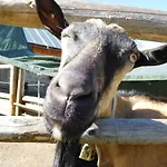 Straniger Alm Stranig