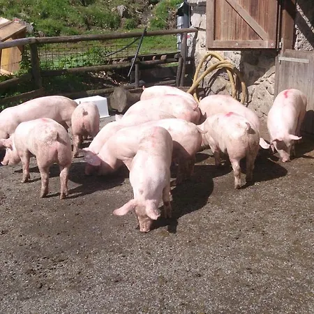Farm stay Straniger Alm